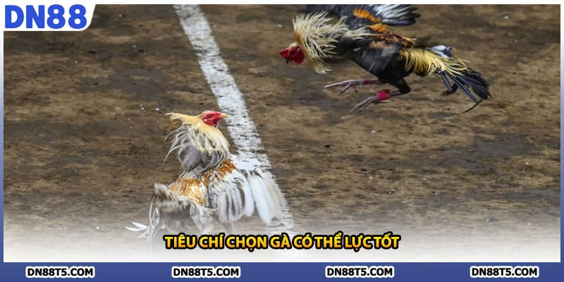 Tiêu chí chọn gà có thể lực tốt